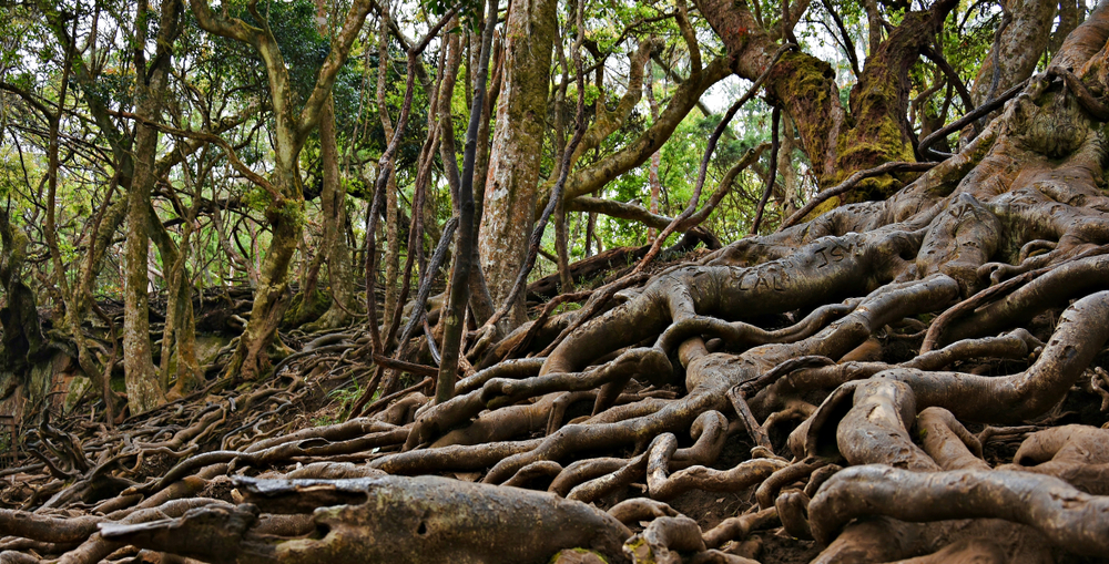 Sunset at Guna Caves Kodaikanal
